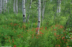 Aspen and paintbrush