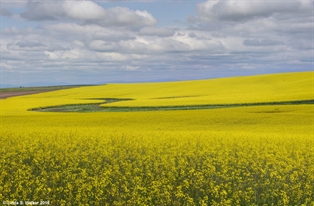 Canola field, Cottonwood, Idaho