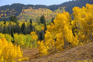 Fall in Emigration Canyon