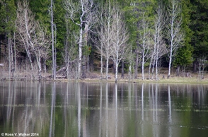 Pond Reflection