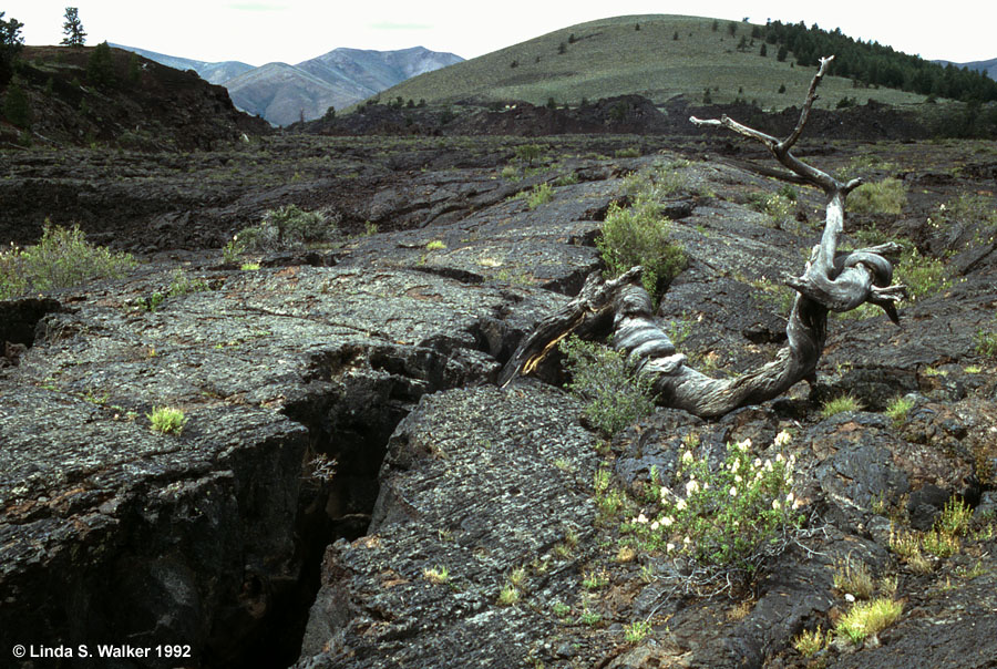 Triple Twist Tree, Craters of the Moon National Monument, Idaho 