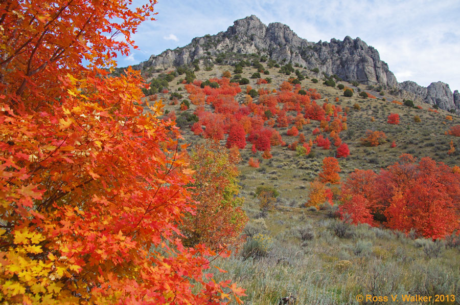 Maples and cliffs in Weston Canyon, Idaho