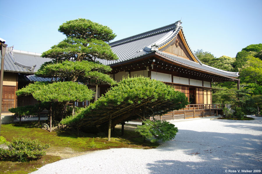 600 year old pine on the Golden Pavilion grounds, Kyoto, Japan