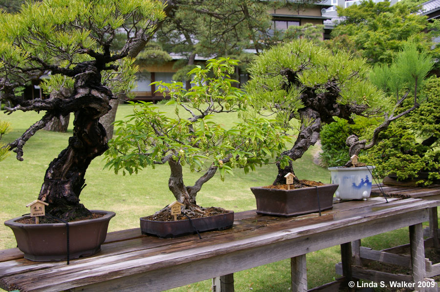 Bonsai, Happo-en Garden, Tokyo, Japan