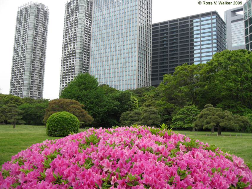 Hamarikyu Garden and skyscrapers, Tokyo, Japan