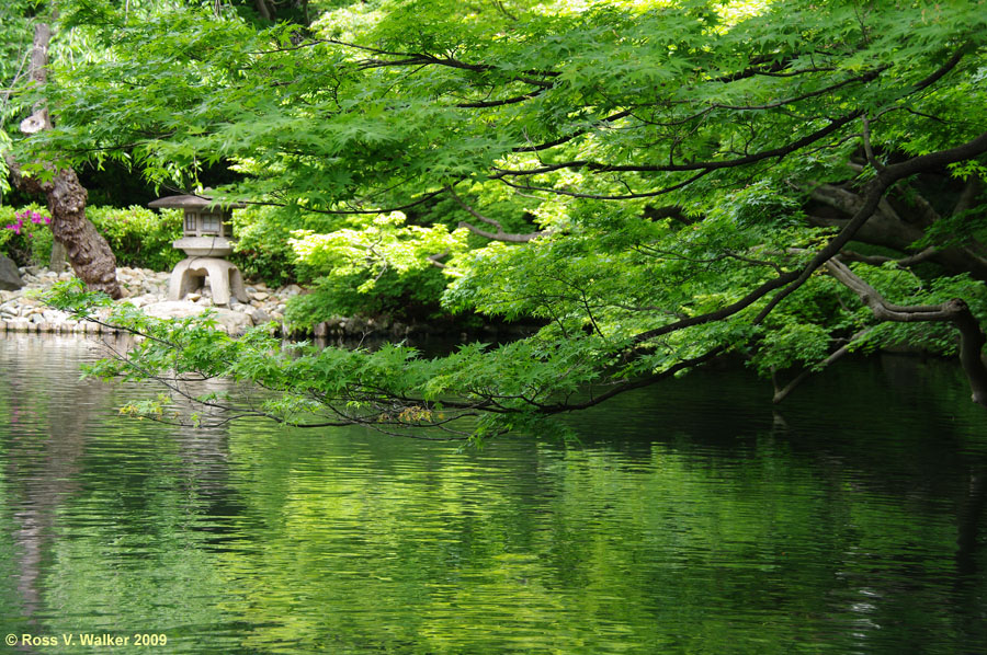 Green reflection, Happo-en Garden, Tokyo, Japan