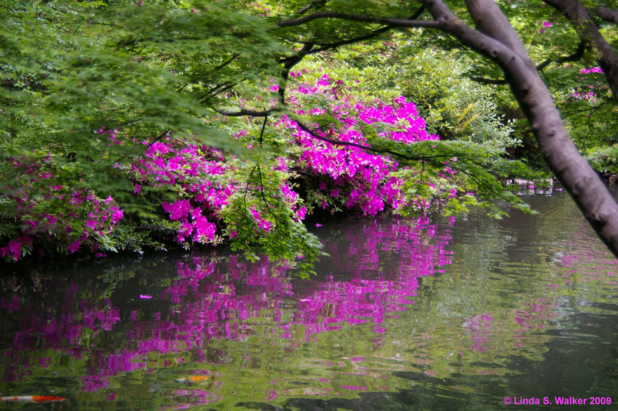 Azalea reflections, Happo-en Garden, Tokyo, Japan