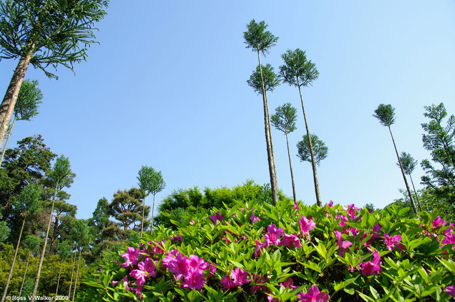 Kitayama-sugi (cedar trees) and azaleas, Ryoanji Temple, Kyoto, Japan