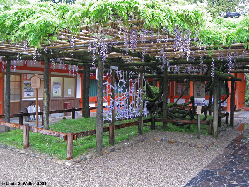 Fortunes tied under wisteria, Kasuga Shrine, Nara, Japan