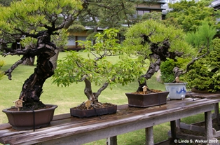 Bonsai