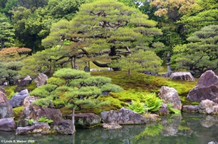 Nijo Trees