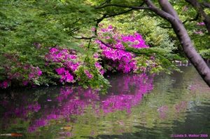 Reflection, Tokyo