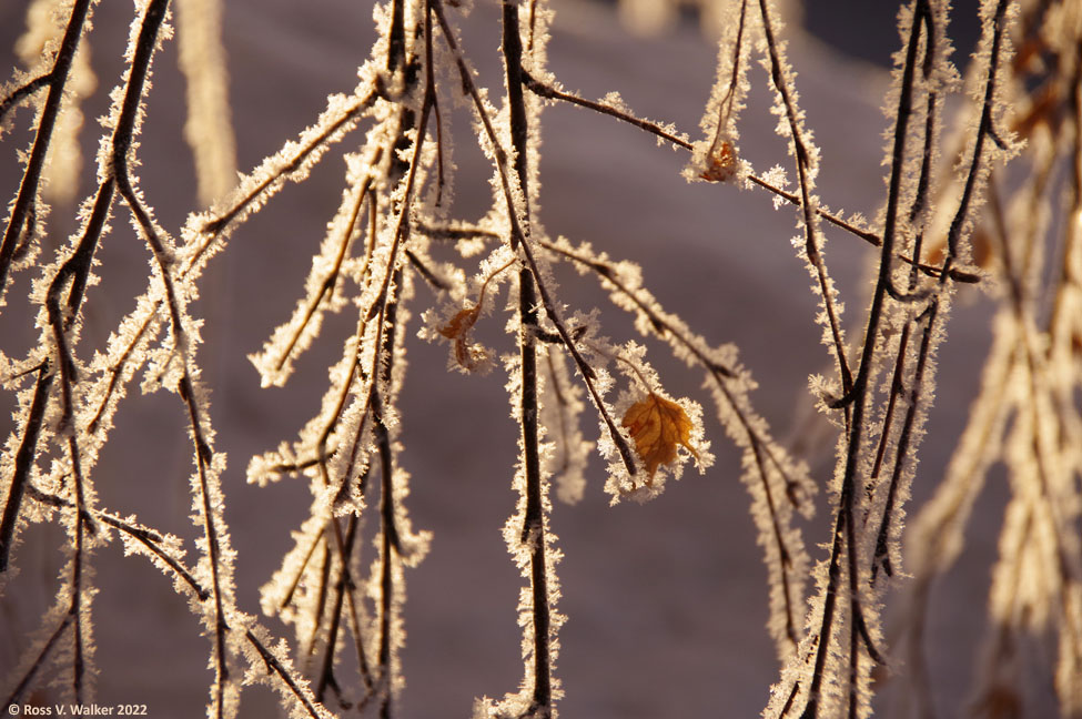 Hoar frost on a weeping birch in the Bear Lake Valley, Idaho