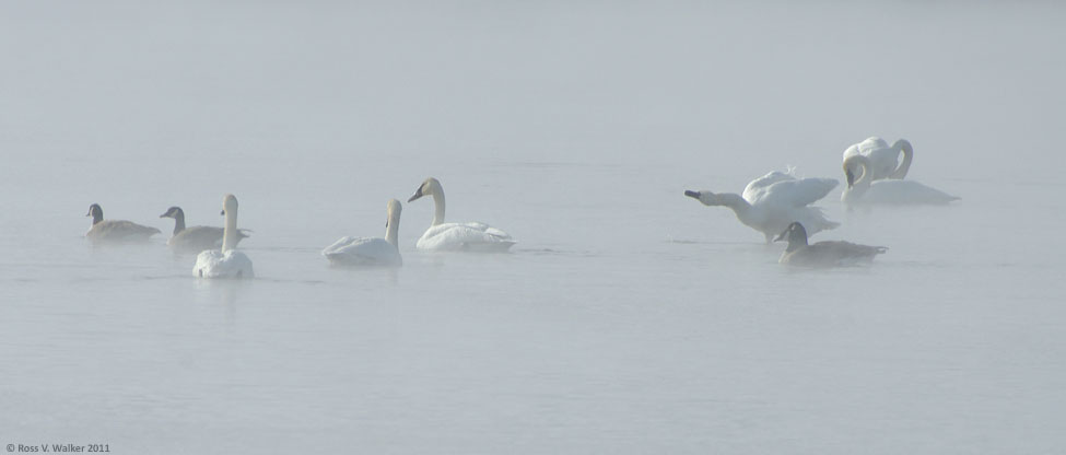 Trumpeter swans and Canada geese in the mist, Big Creek, Round Valley, Utah