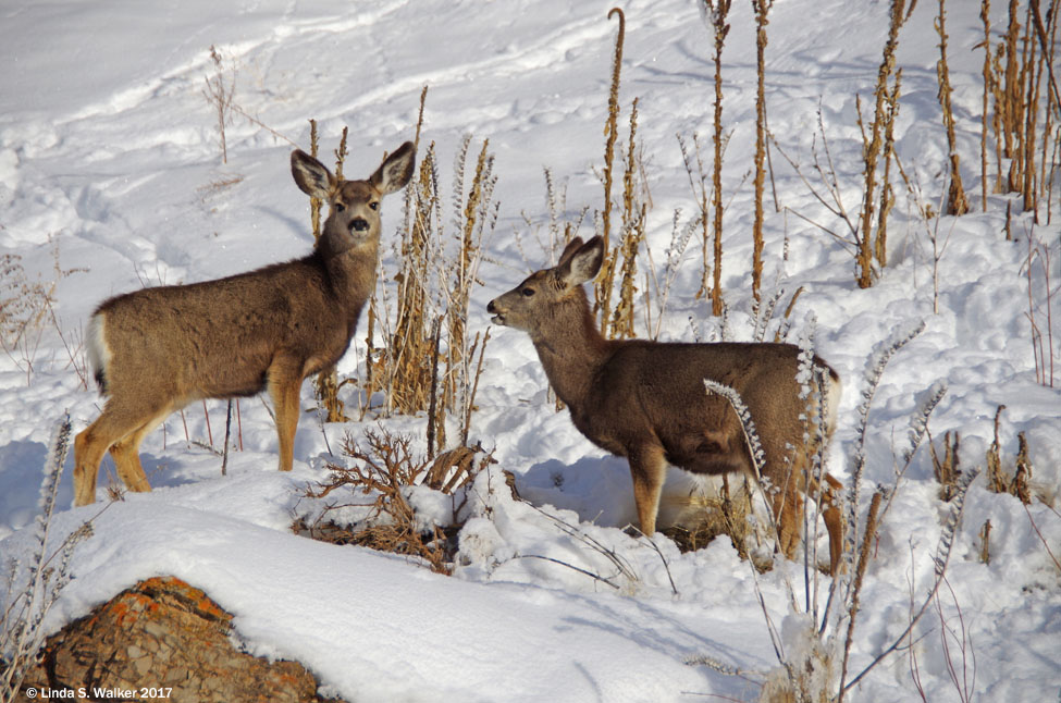 Mule deer fawns near Mud Lake, Bear Lake County, Idaho