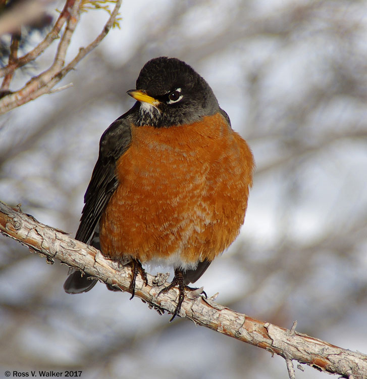 Robin fluffed up for winter weather at Cisco Beach, Bear Lake, Utah