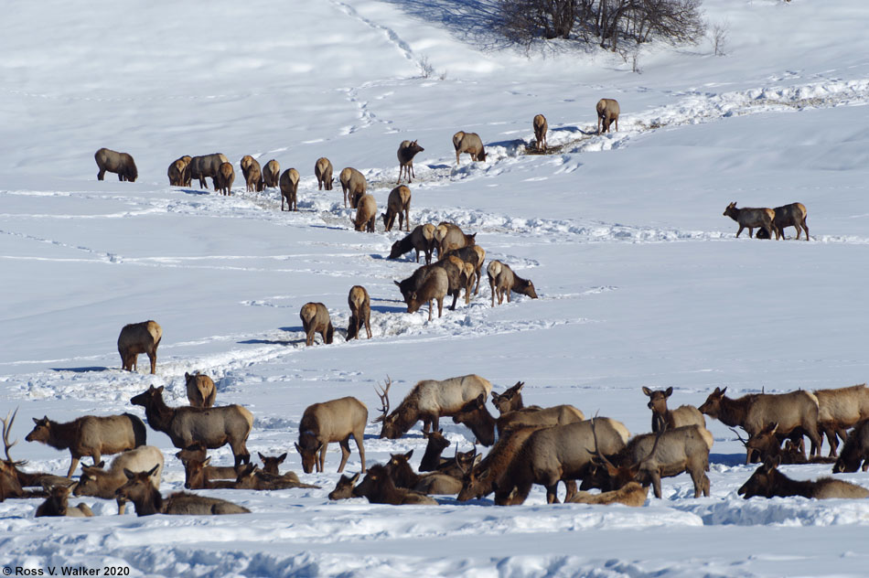 Elk at winter feeding grounds in Alpine, Wyoming