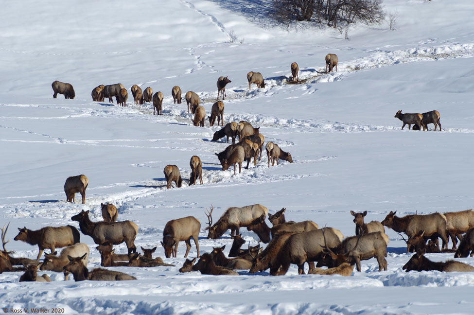 Elk herd at Alpine, Wyoming