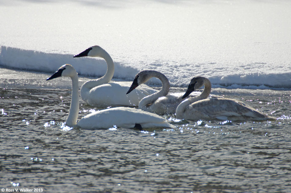 Trumpeter swans float on the Bear River near Georgetown, Idaho
