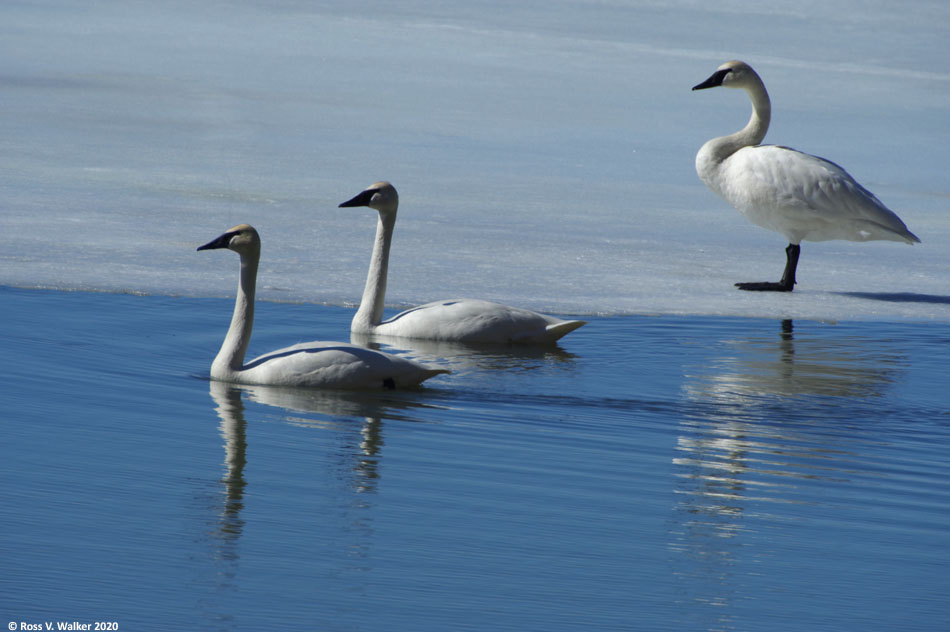 Trumpeter swans at an ice free spot on Mud Lake, Bear Lake County, Idaho