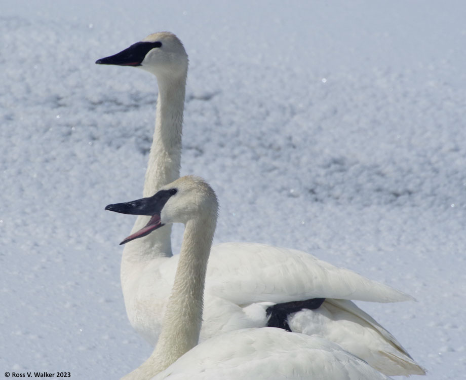 Trumpeter swan profiles, Mud Lake, Idaho