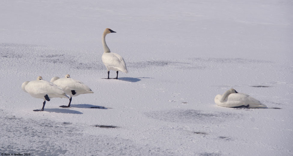 Trumpeter swan nap time on the ice at Mud Lake, Bear Lake County, Idaho