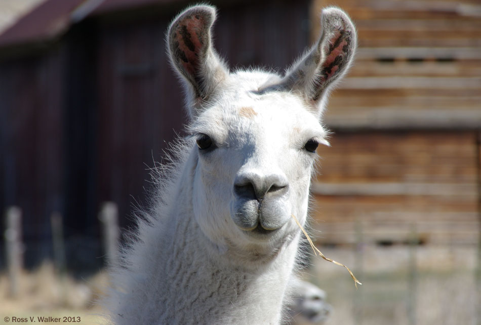 Llama with a toothpick, McCammon, Idaho