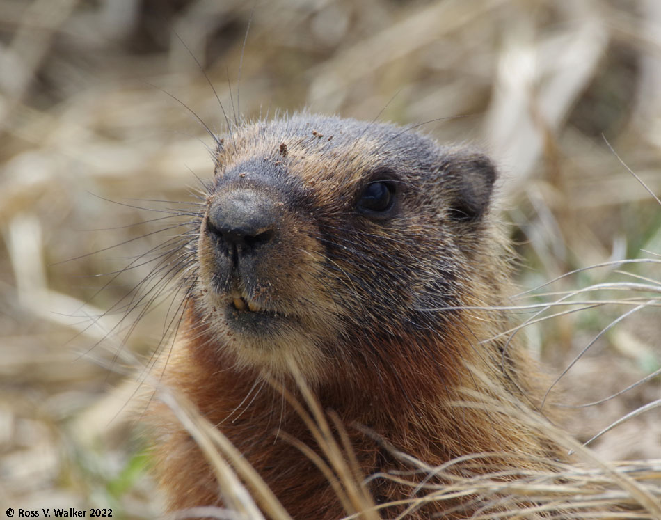 Yellow-bellied marmot