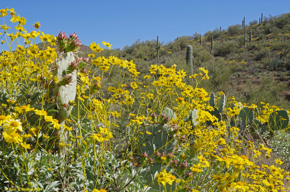 Brittlebush flowers, Tucson Mountain Park, Arizona
