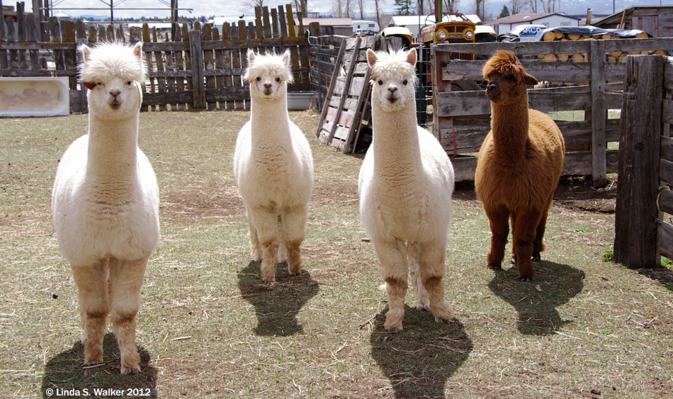 Curious alpacas, Montpelier, Idaho