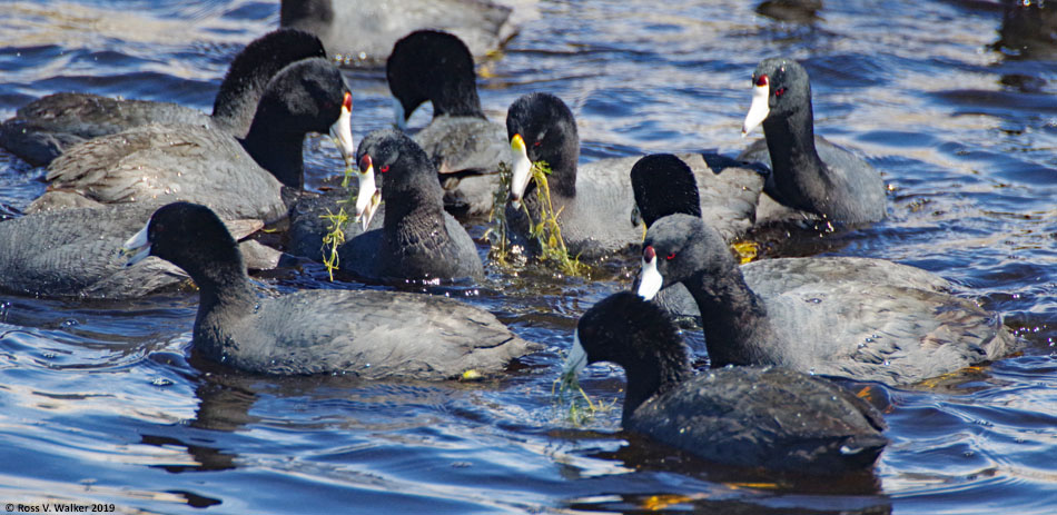 American coots feeding on aquatic plants, Bear Lake National Wildlife Refuge, Idaho