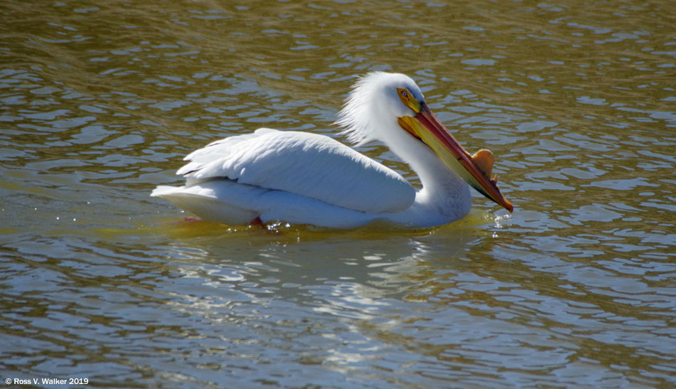 White pelican at Bear Lake National Wildlife Refuge, Idaho