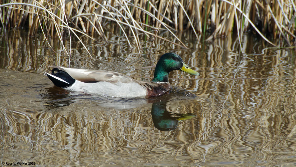 Mallard drake, Bear Lake National Wildlife Refuge, Idaho