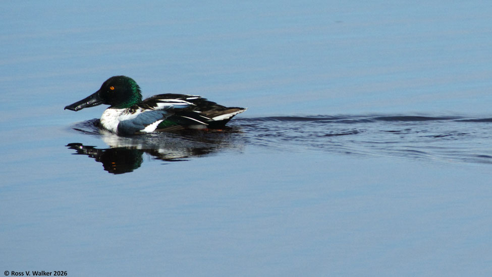 Northern shoveler duck at Bear Lake National Wildlife Refuge, Idaho