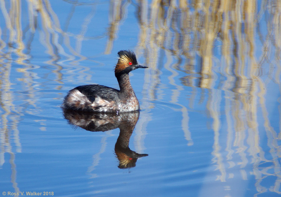 Eared grebe with breeding plumage, Bear Lake National Wildlife Refuge, Idaho