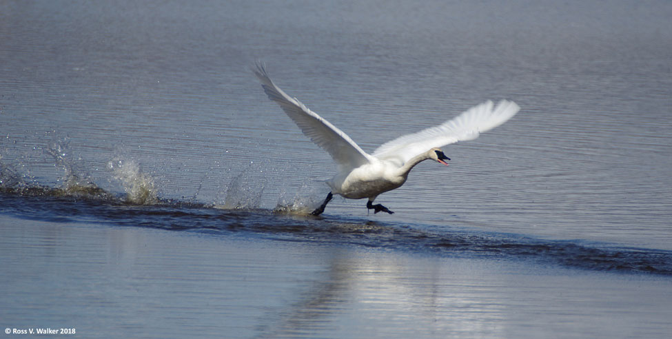 A trumpeter swan takes off at Bear Lake National Wildlife Refuge, Idaho.