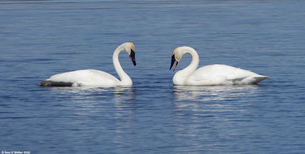 Trumpeter swans bob their heads at Bear Lake National Wildlife Refuge, Idaho