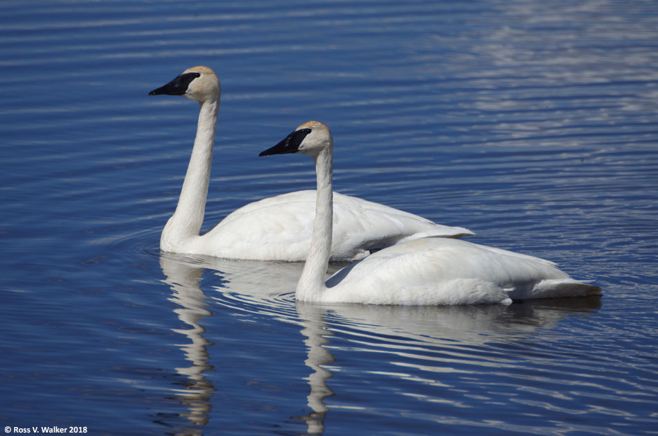 A mated pair of trumpeter swans at Bear Lake National Wildlife Refuge,