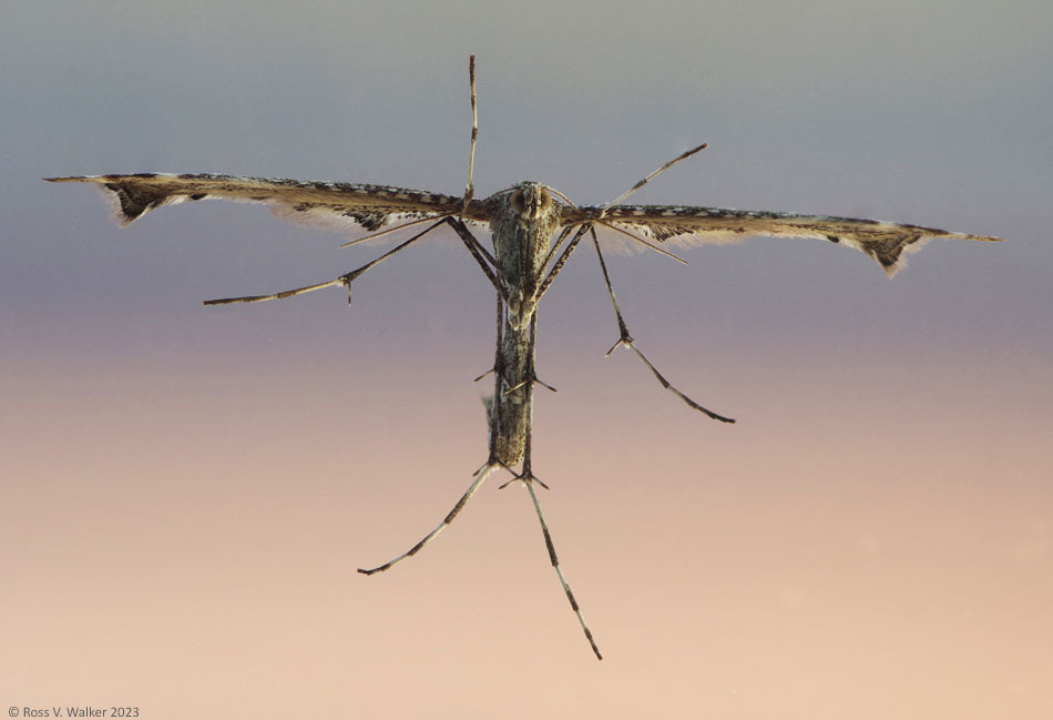 Plume moth, underside, Montpelier, Idaho