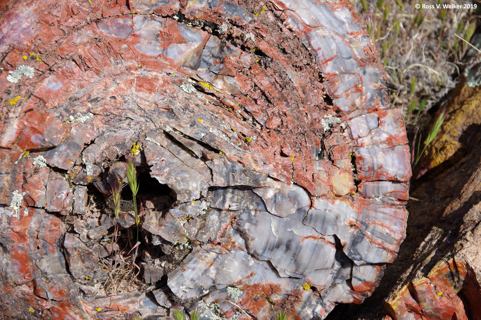 A close-up of the end of a petrified log.