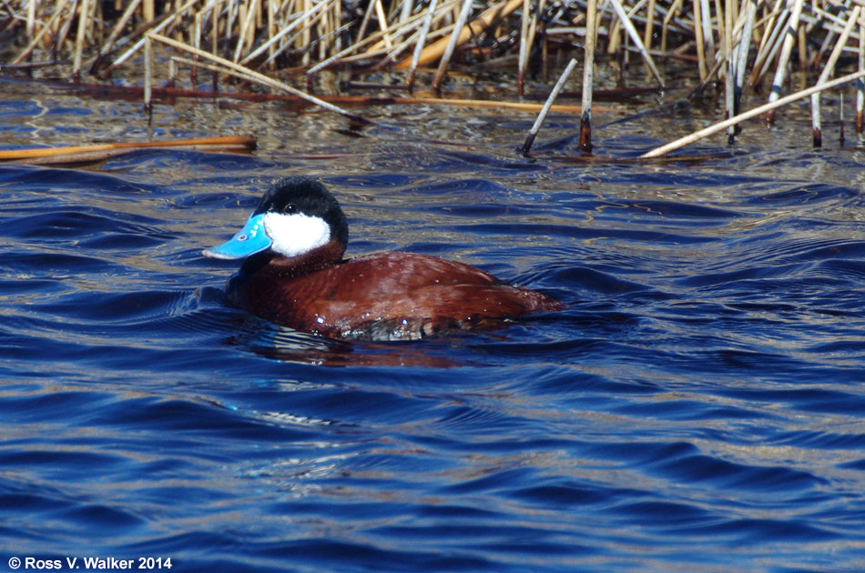 Breeding colors include a bright blue bill on male ruddy ducks