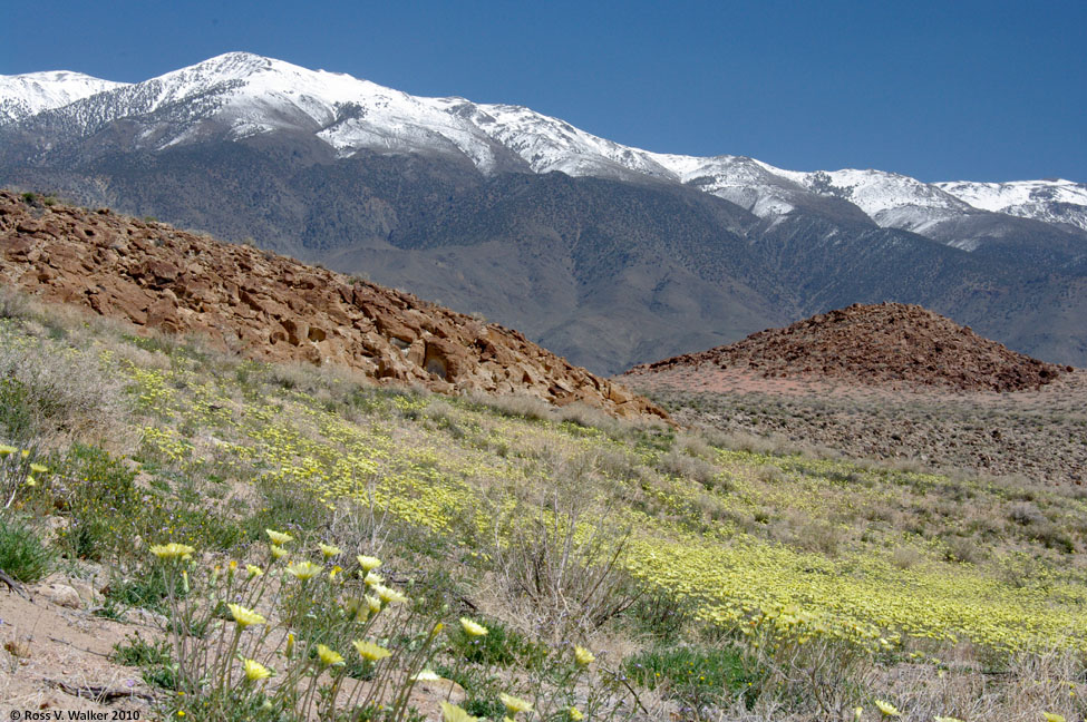 Desert dandelions, Chidago Canyon, California