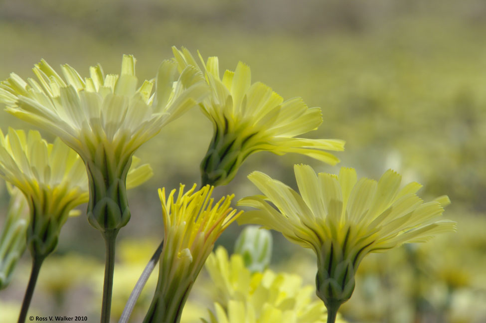 Desert dandelions, Chidago Canyon, California