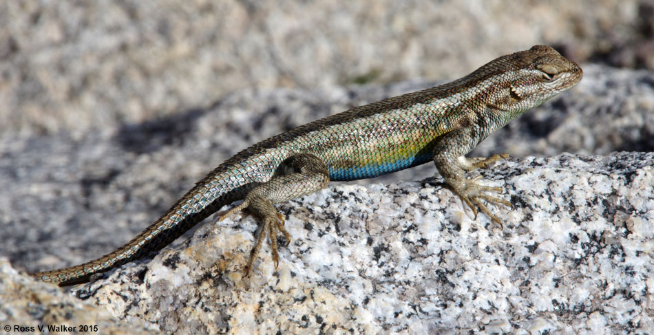 Northern sagebrush lizard, Buttermilk boulders area, eastern Sierra, California