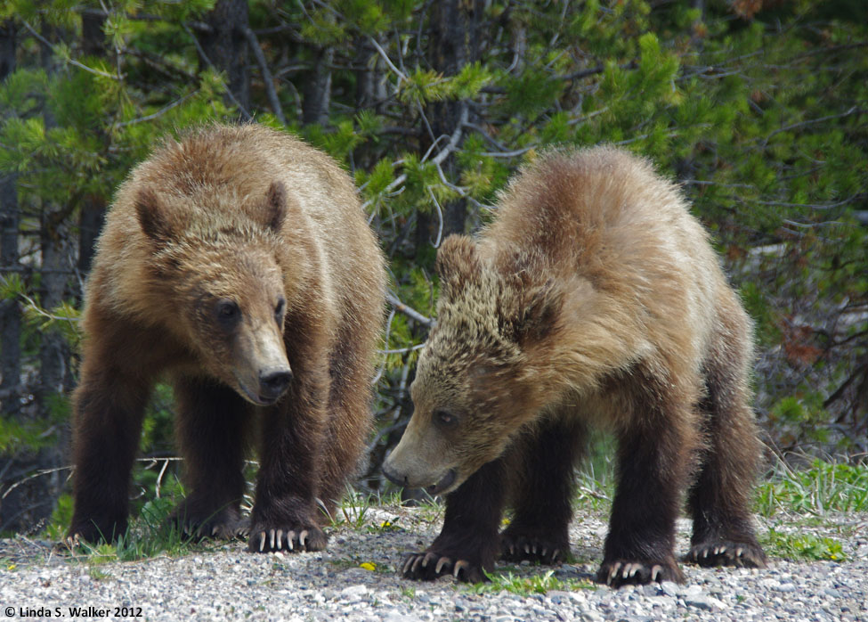 Grizzly bear cubs