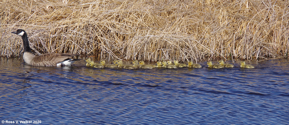 Canada goose with 15 goslings, Bear Lake National Wildlife Refuge, Idaho