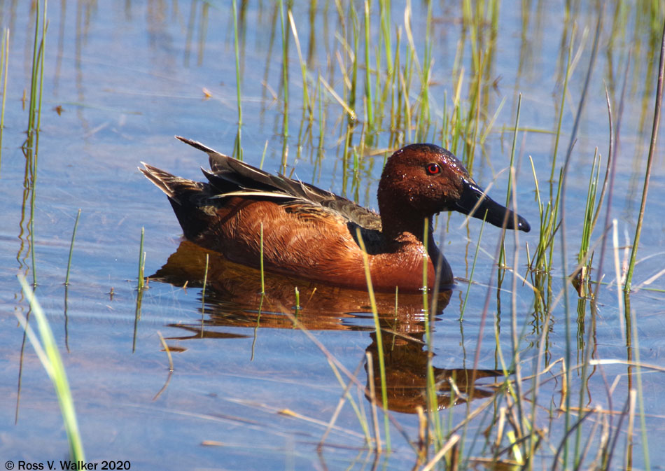 Male cinnamon teal duck, Montpelier, Idaho