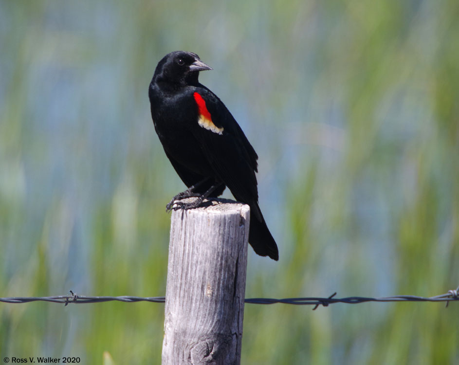 Red-winged blackbird near Ovid, Idaho