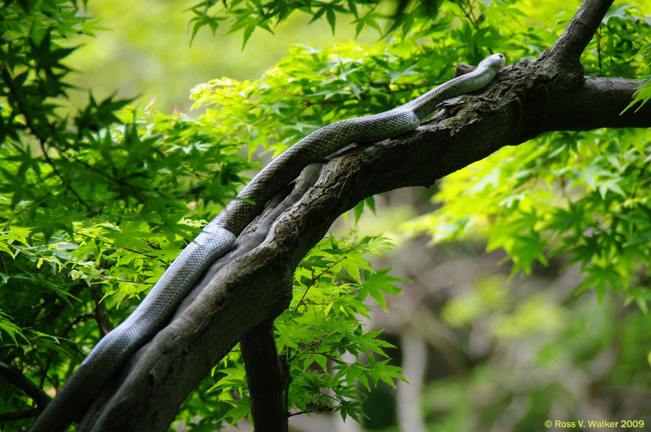 Japanese rat snake (Aodaisho) in downtown Tokyo at Happo-en Garden