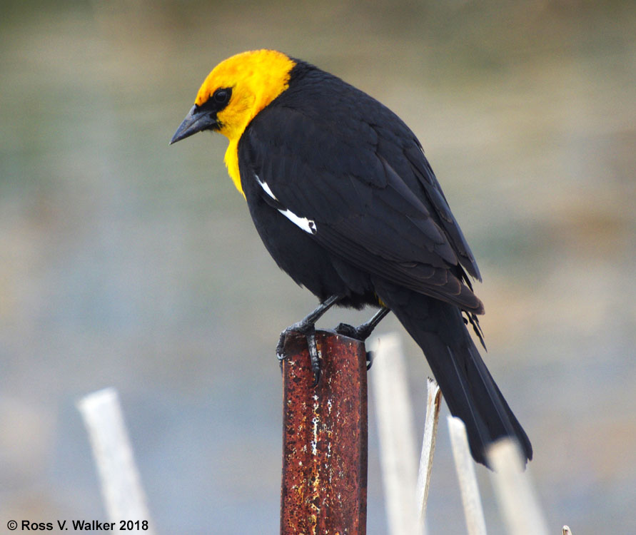 Male yellow-headed blackbird, Montpelier, Idaho